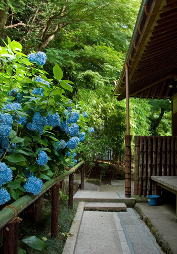 Kamakura ajisai photo